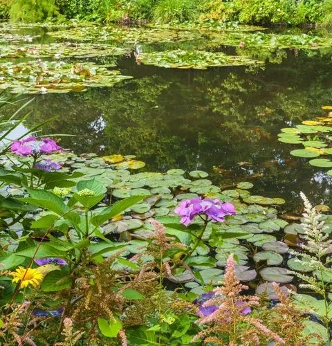 Water lilies Giverny Monet pond